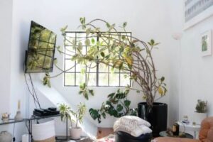 plants decoration in a small living room