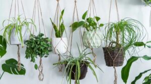 Air purifying indoor plants for home