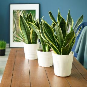the best indoor plants for air purification