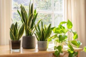the best indoor plants for clean air