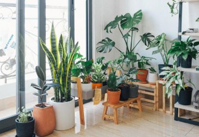Indoor plants for air purification that quietly improve air quality at home