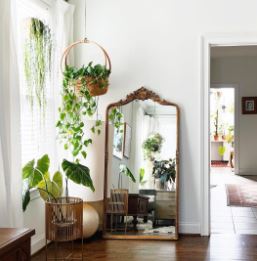 Indoor plants for an eco-friendly home