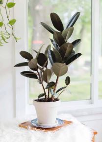 Indoor plants that remove toxins and give fresh air
