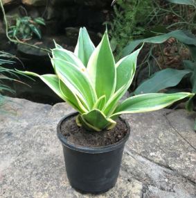 low maintenance air purifying plants for home